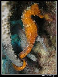 Seahorse from Bonaire. Canon G7 by Brian Mayes 